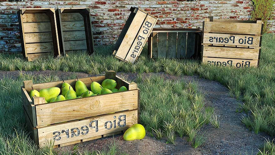 Still Life, Fruit Farmer, Boxes, Pears, 3d