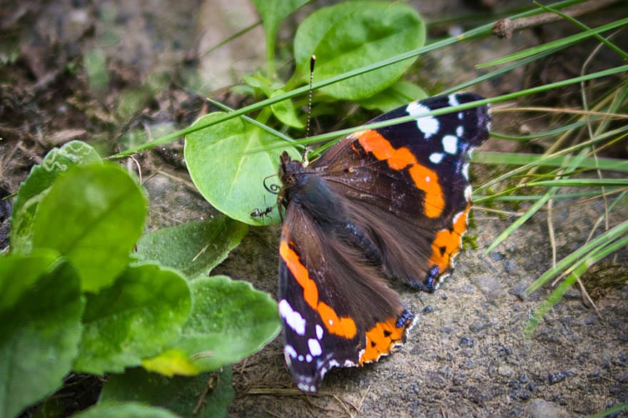 Red Admiral, Butterfly, Insect, Nature, Animal, Wildlife