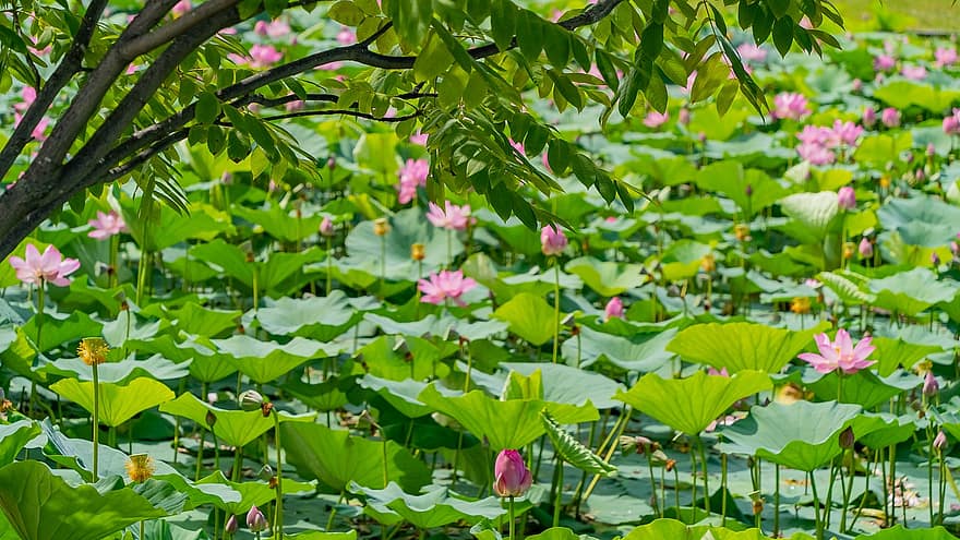 Lotus, Blumen, Pflanzen, Wasserlilien, Lotus verlässt, Wasserpflanzen, Blätter, Geäst, Baum, Lotusteich