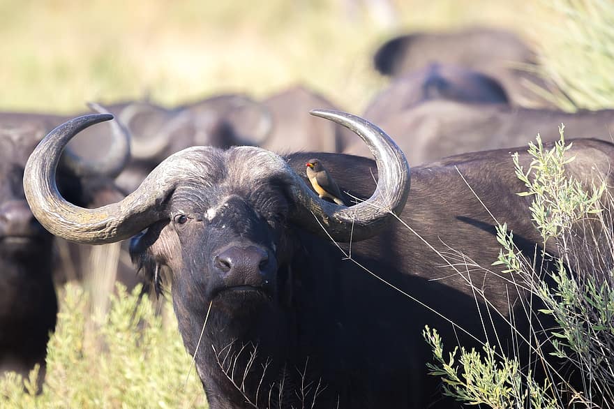 bøffel, safari, Botswana, Afrika, dyreliv, natur, vild, ødemark, horn, stor, pattedyr