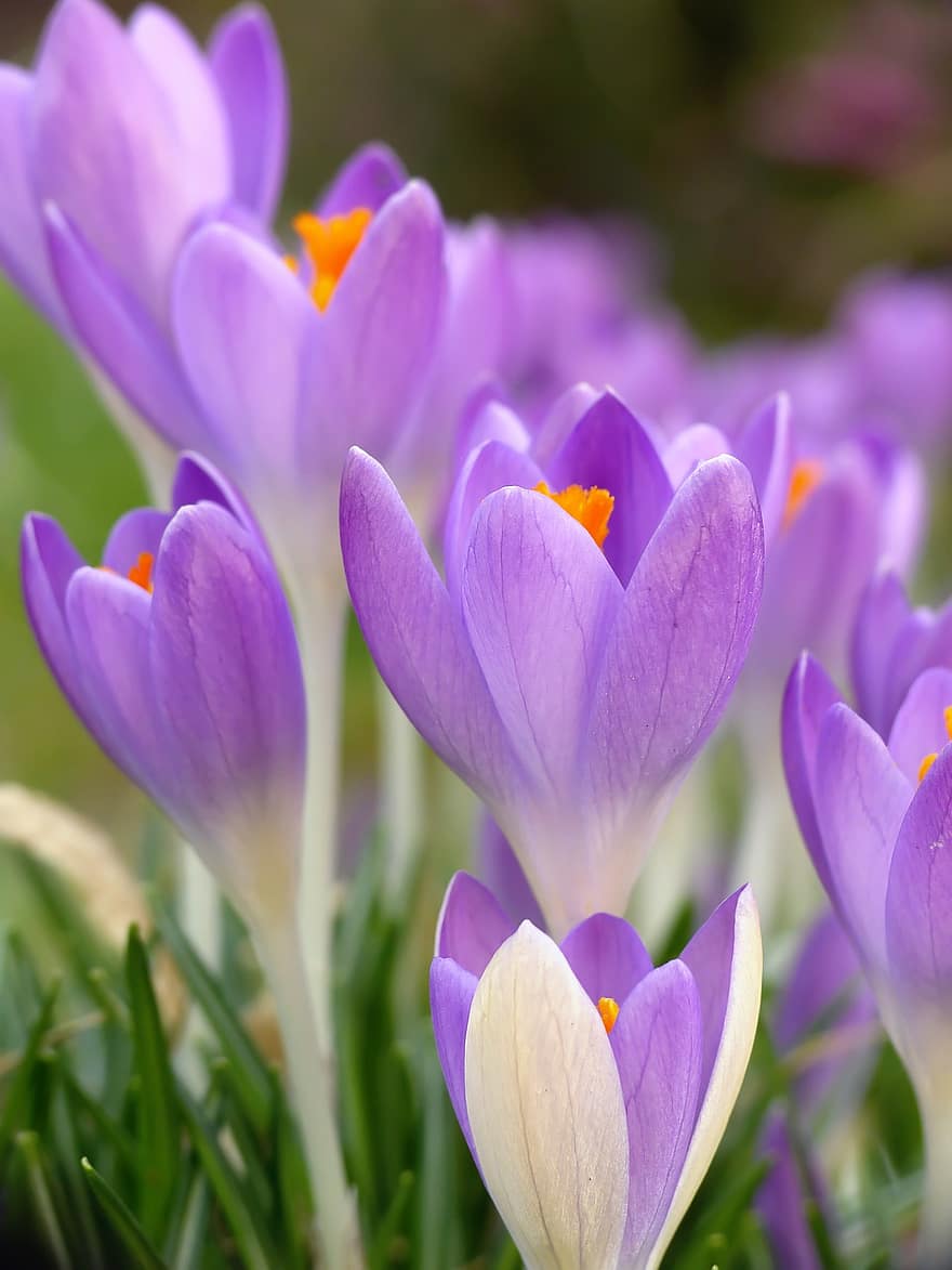 krokus, paarse bloemen, paarse krokussen, de lente, lente bloemen, kelken, weide, bloem, fabriek, flora, natuur