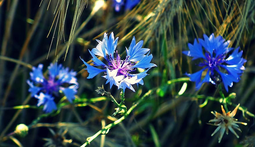 bunga jagung, bunga-bunga, alam, tanaman, berbunga, biru, bidang