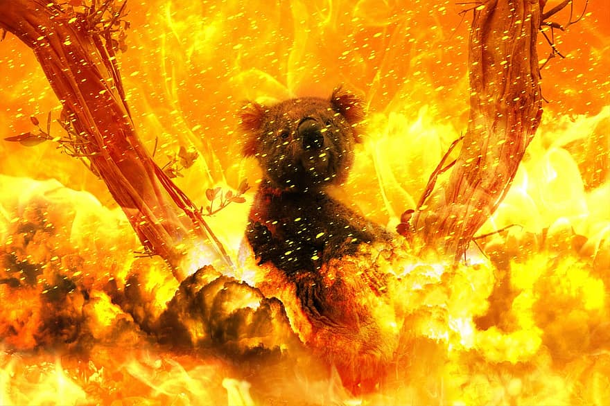 ngọn lửa, kinh dị, Thảm khốc, Địa ngục, thảm họa, Châu Úc, gấu túi, động vật, sự phá hủy, Khói, sự tàn phá