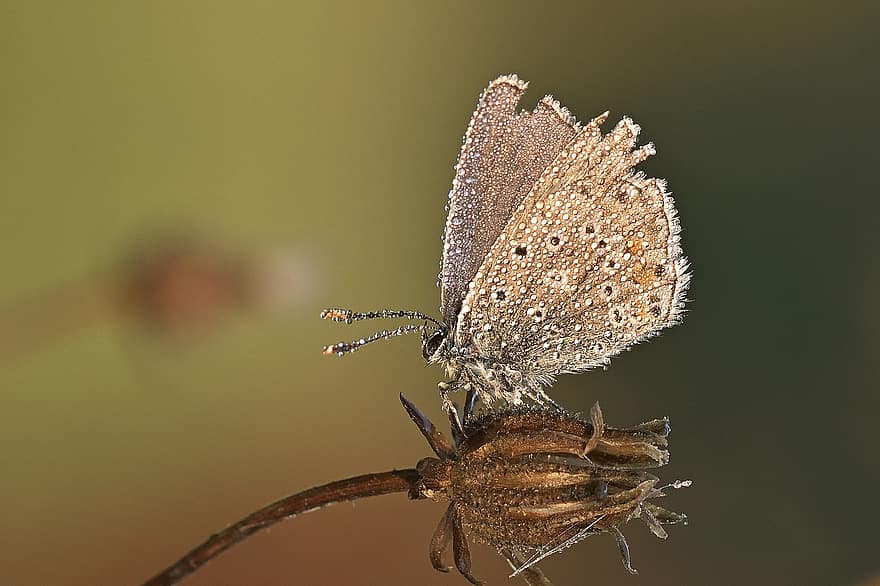 Pollination, Butterfly, Bud, Flower Bud, Flowering Plant, Insect, Common Blue Butterfly, Polyommatus Icarus, Wet, Damp, Dew