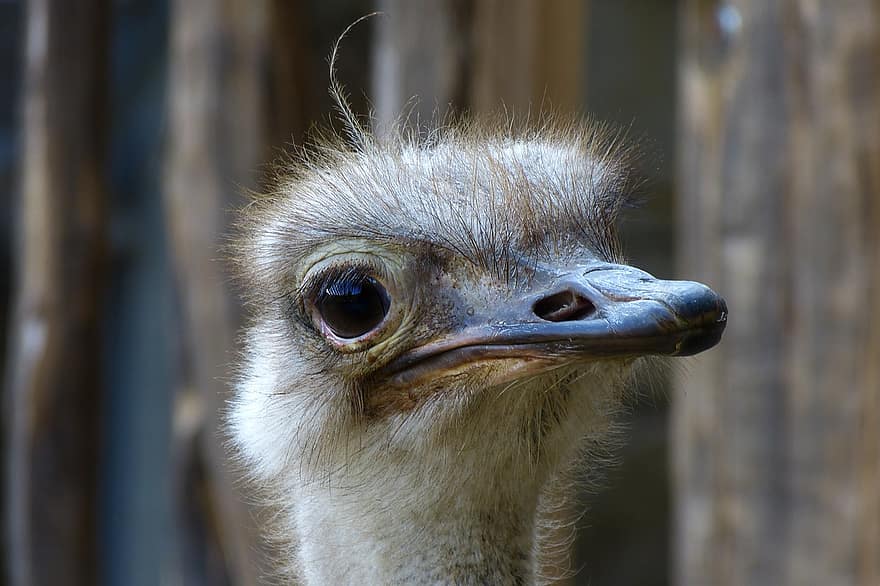 Ostrich, Bird, Eye, Beak, Close Up
