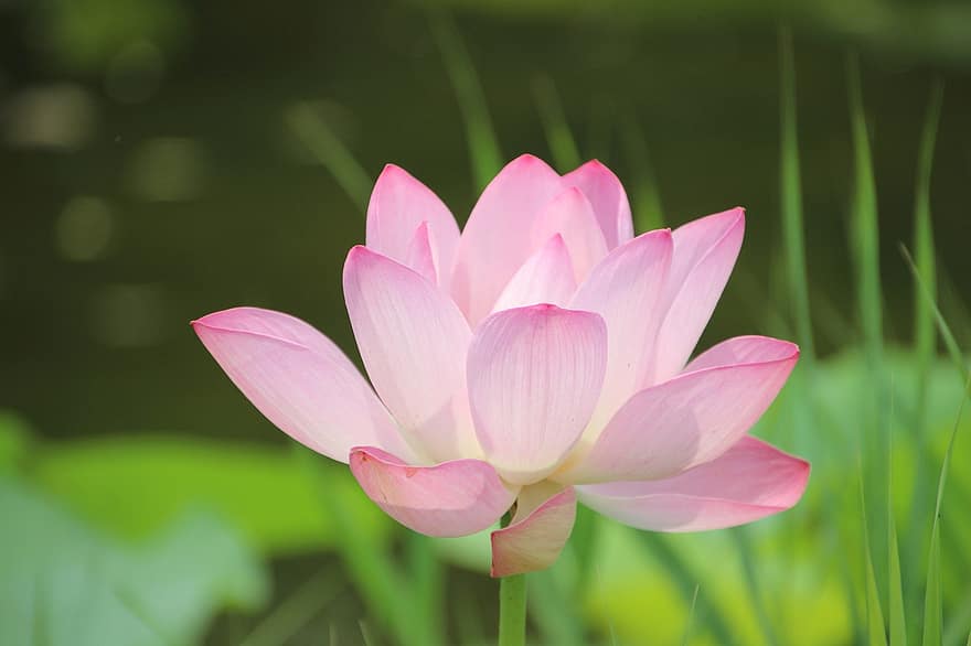 цвете Лотус, водна лилия, езерце, езеро, водни растения, разцвет, цвят, розово цвете, природа