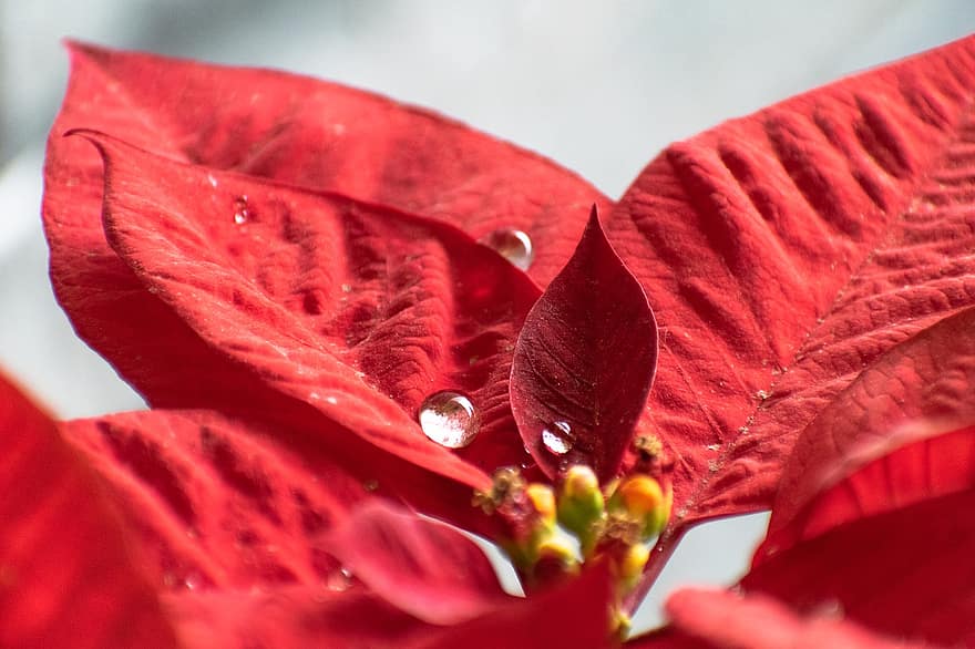 червоне листя, краплі води, Рослина, листя, краплі, мокрий, роса, крапельно, цвітіння, природи, погода