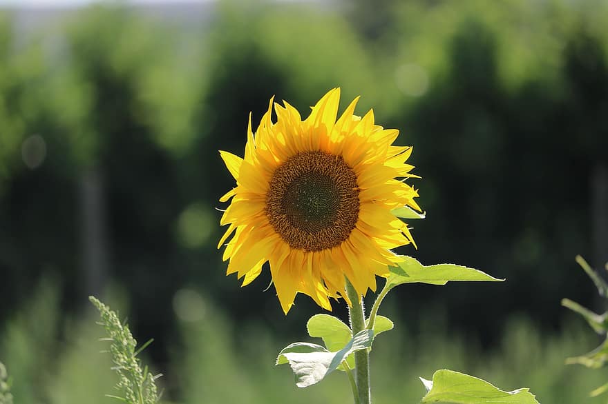matahari, bunga matahari, kuning, alam, bidang bunga matahari, mekar, berkembang, taman, bunga-bunga, cerah, menanam