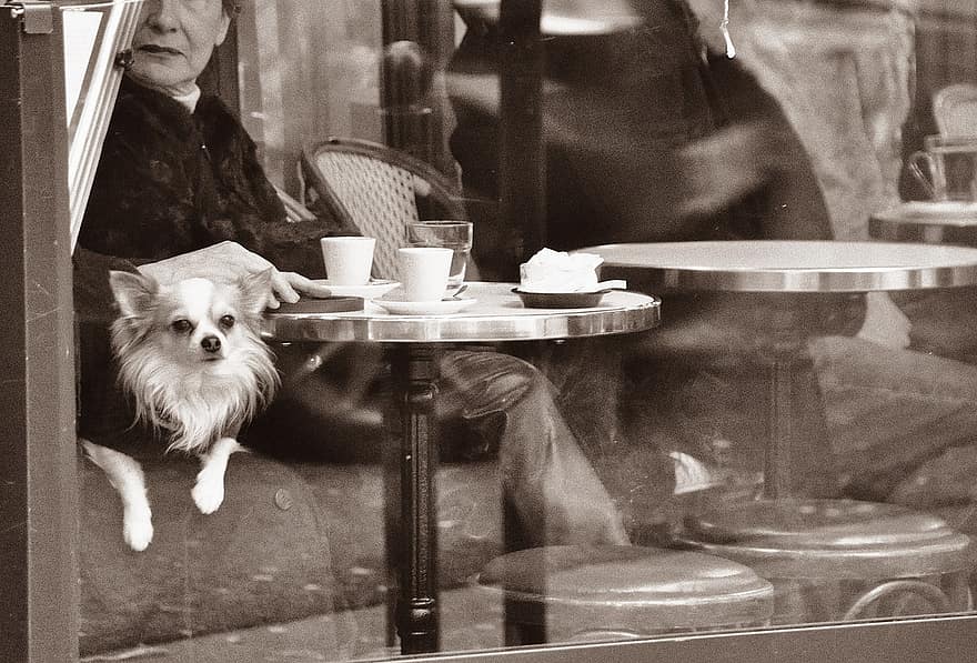 Woman, Little Dog, Terrace, Paris, City, dog, table, sitting, black and white, adult, men