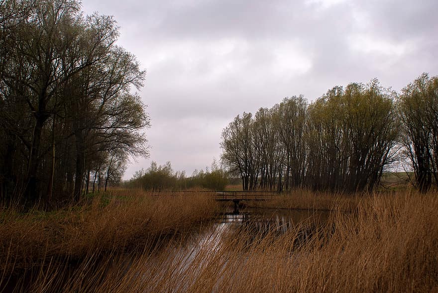 upė, nendrės, Nyderlandai, schiedam, kraštovaizdį, pobūdį, medžiai, medis, žolė, kaimo scenoje, miškas