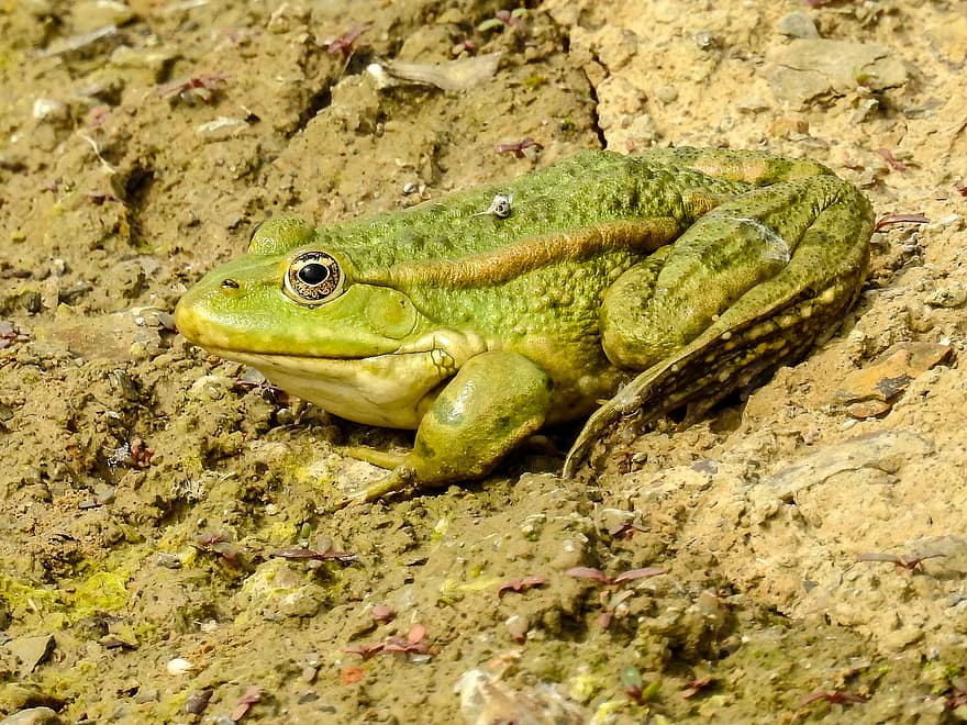 Marsh Frog, Frog, Amphibian, Nature, Fauna, Animal, Wilderness, Wildlife, Wildlife Photography, Animal World