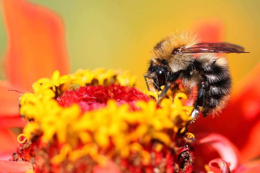 insekt, bi, blomma, pollen, pollinera, nektar, makro