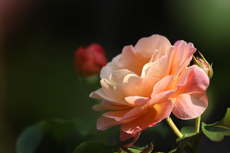 Rosa, flor, planta, pétalos, floración, planta ornamental, flora, naturaleza, jardín