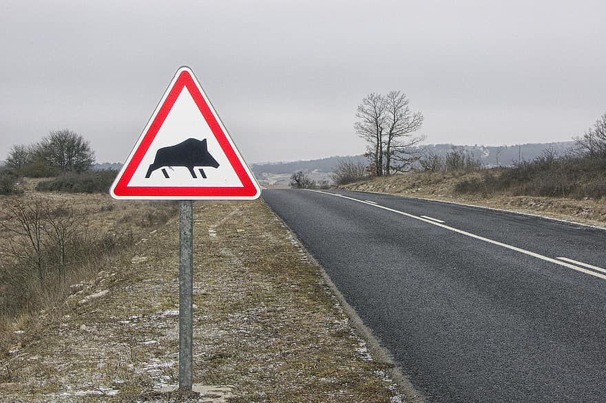 Wild Boar, Attention, Danger, Road, Sign, Winter