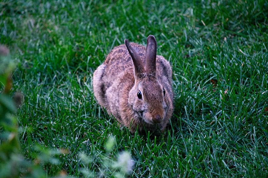 coniglio, coniglietto, animale, coniglio di silvilago, coniglio selvatico, mammifero, natura, fauna, natura selvaggia