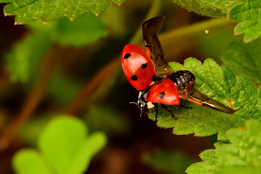 Ladybug, Wings, Leaf, Beetle, Ladybird Beetle, Insect, Animal, Plant, Garden, Nature