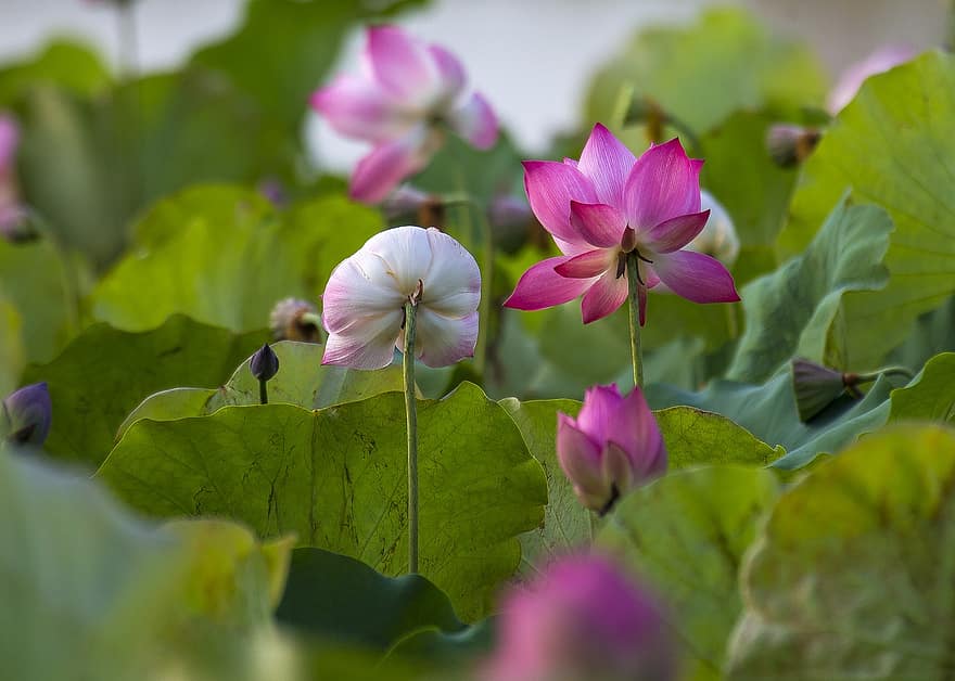 lotus, včela, může květinová sezóna, zářivé barvy, růžový, botanický