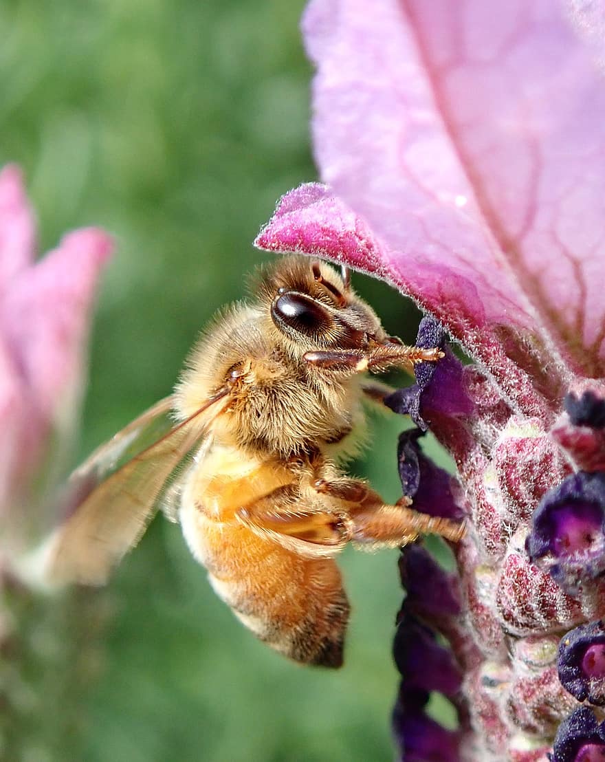 včela, hmyz, květ, včelí med, volně žijících živočichů, opylování, pyl, levandule, kvetoucí rostlina, rostlina, flóra