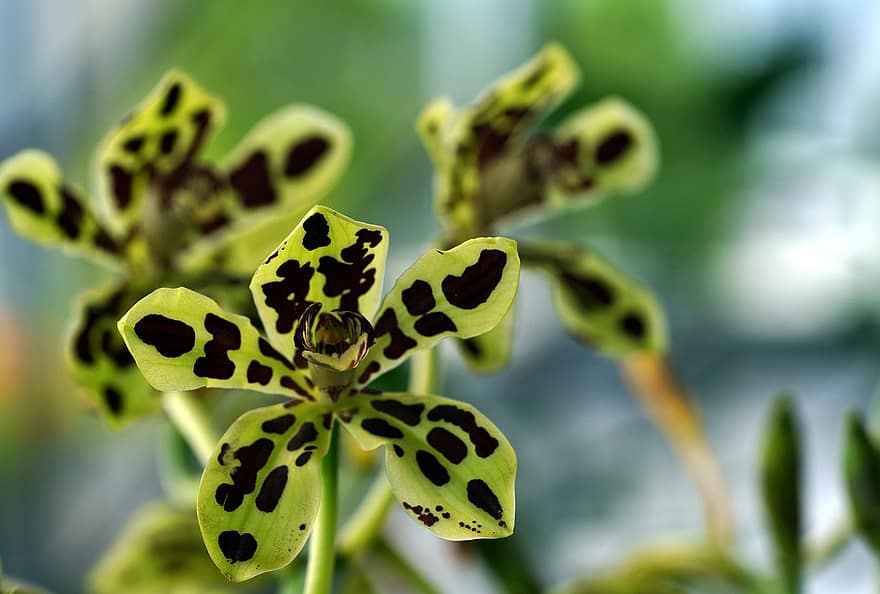 tiger orkidé, blomst, plante, orkidé, Grammatophylum Papuanum, kronblade, flor, natur