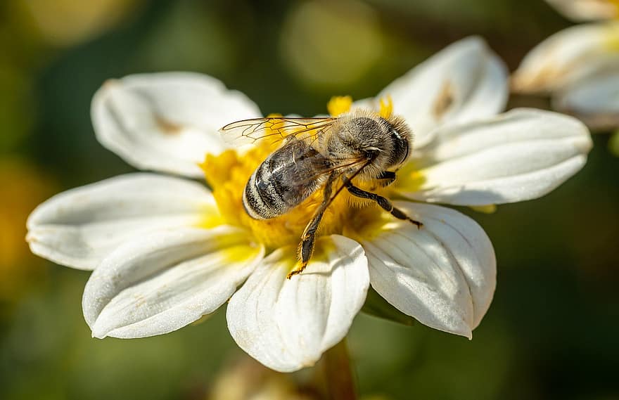 Biene, Insekt, Gänseblümchen, Blume, Pflanze, Flora, Blütenblätter, Pollen, Natur, blühen