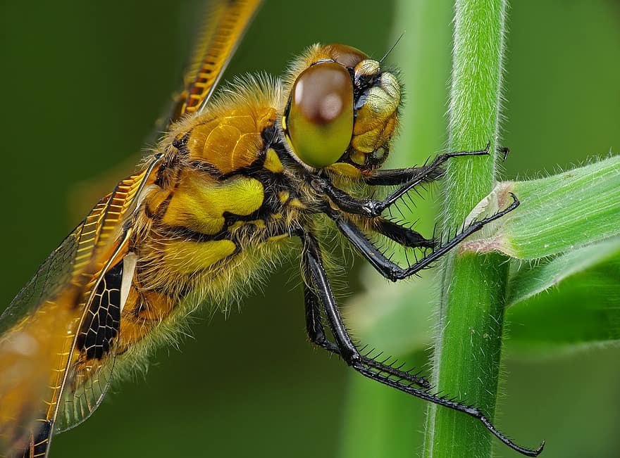spāre, kukaiņi, entomoloģija, raksturs, tuvplāns, makro, zaļā krāsa, dzeltens, bite, lidot, vasarā