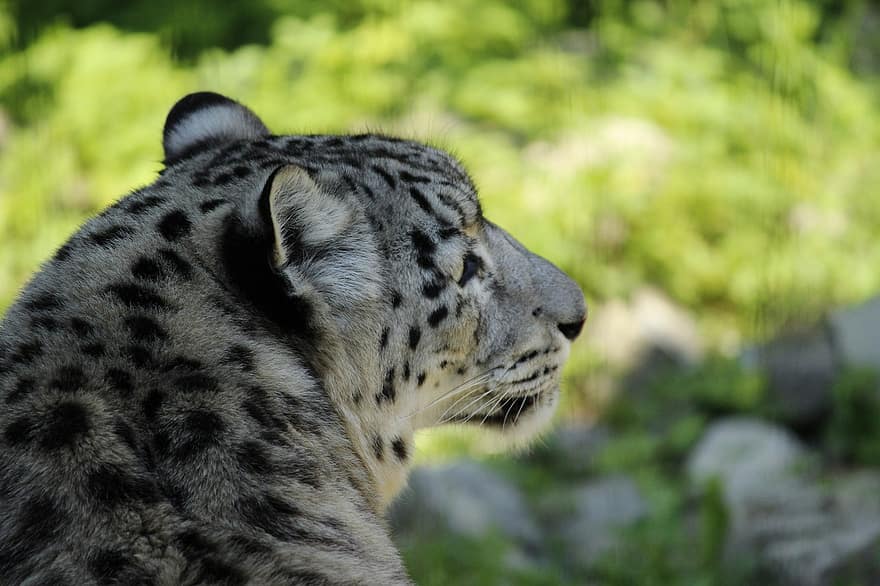 sniega leopards, plēsējs, savvaļas dzīvnieki, dzīvnieku, dzīvniekiem savvaļā, neārstēta kaķis, kaķi, apdraudētas sugas, liels kaķis, safari dzīvnieki, kažokādas
