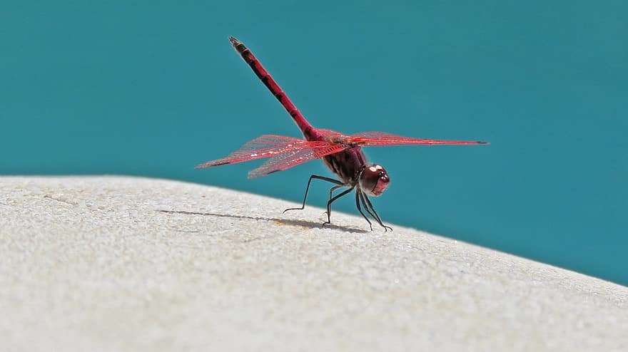 dragonfly, insekt, vinger, rød, entomologi