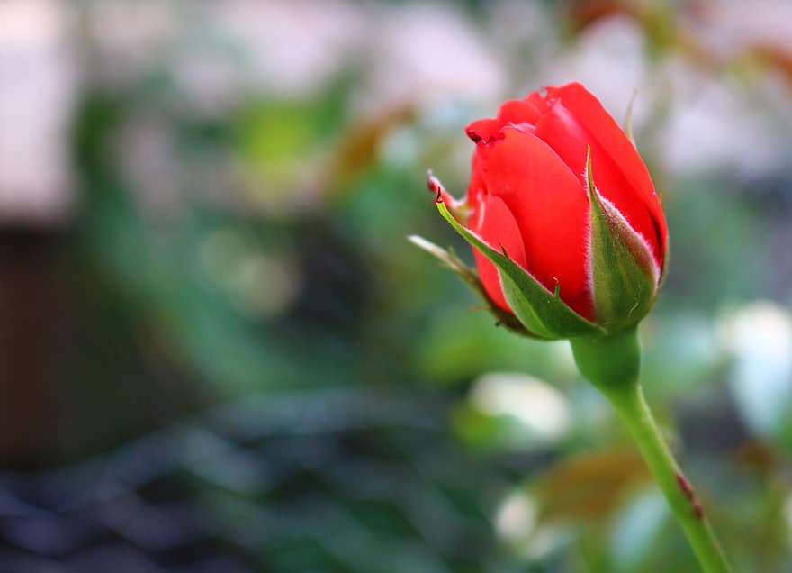 Rosa, flor, flor roja, Rosa roja, pétalos, pétalos rojos, floreciente, cierne, naturaleza, flora
