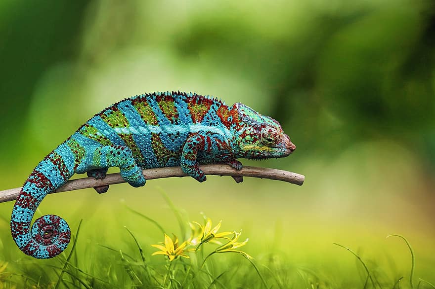 Chameleon, Animal, Wildlife, Reptile, Camouflage, Exotic, Wilderness
