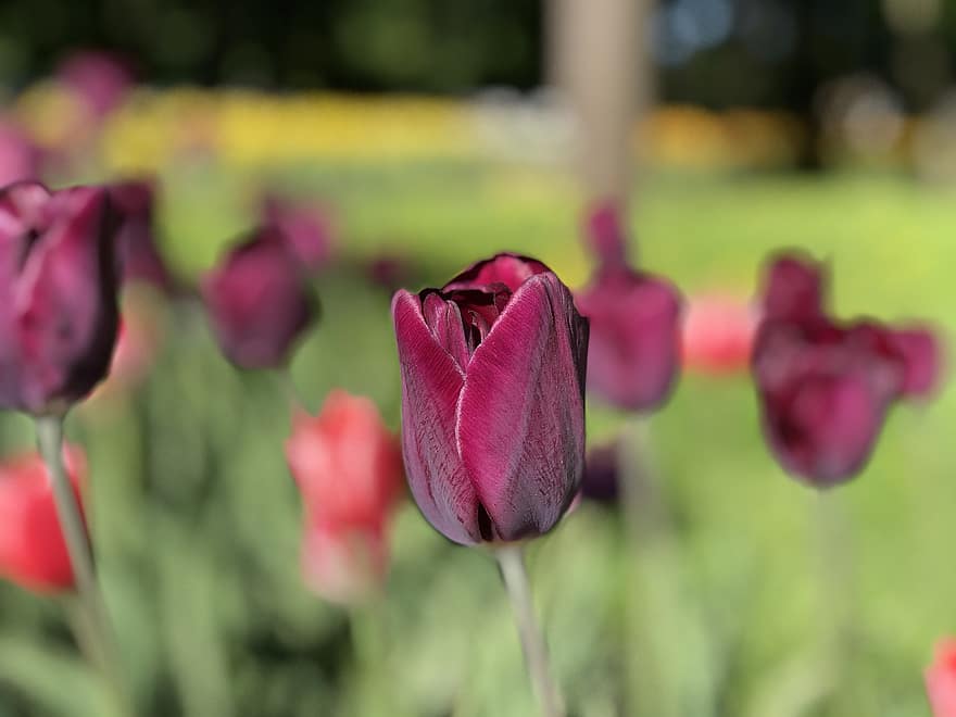 тюльпани, бордовий, сад