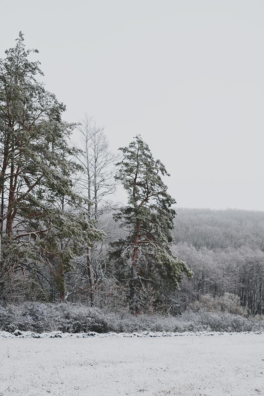 inverno, la neve, foresta, alberi, cumulo di neve, brina, ghiaccio, freddo, nebbia, paesaggio, natura