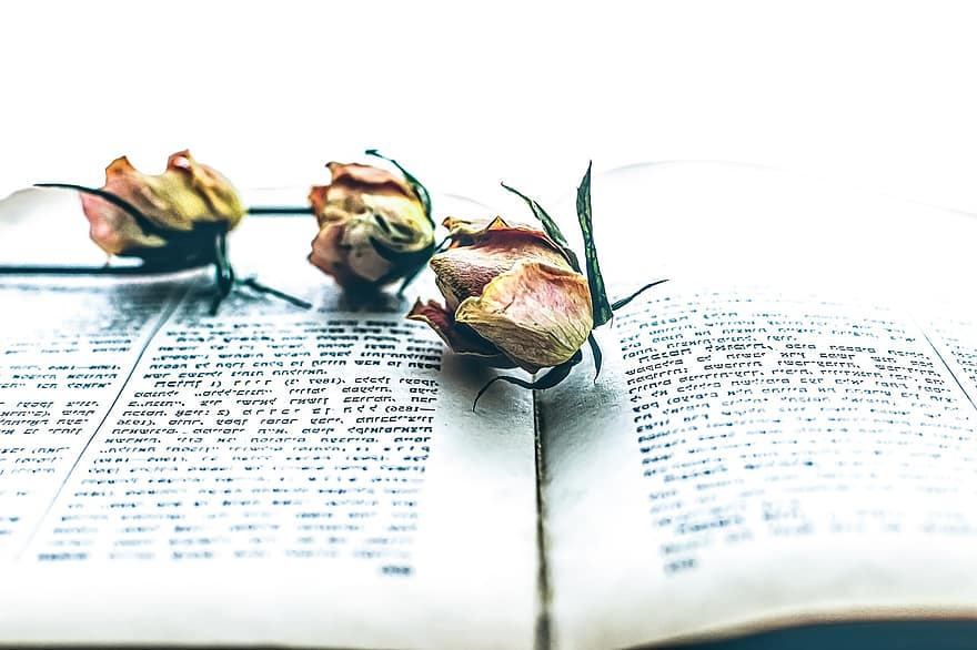 rožės, knyga, botanika, žiedas, žydi, švietimas, literatūra, Išblukę puslapiai, išblukusi rožė, Varginanti rožė, senoji knyga