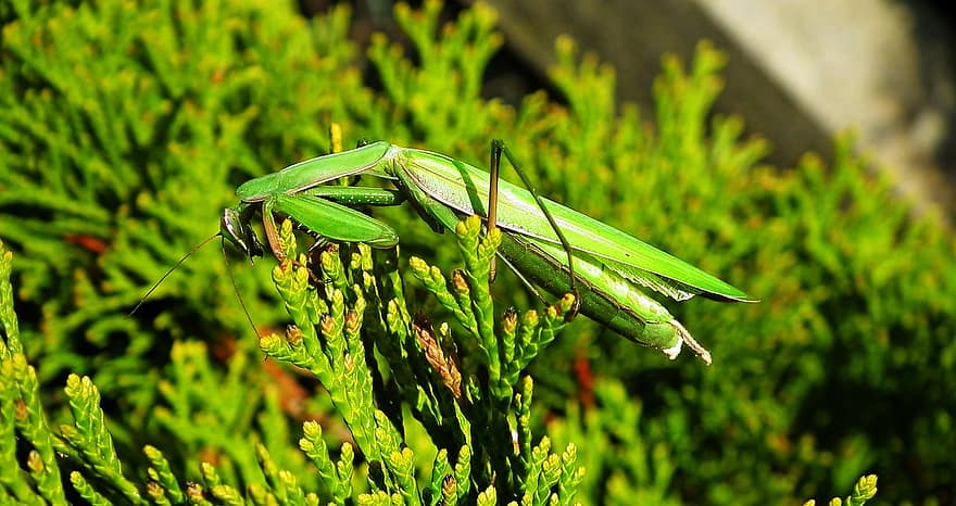 कीड़ा जो अपने अगले पैर को इस तरह जोड़े रहता है मानो प्रार्थना कर रहा हो, कीट, एक प्रकार का कीड़ा, हरा, Mantodea, प्रकृति, जानवर, कीटविज्ञान, क्लोज़ अप, वन्यजीव