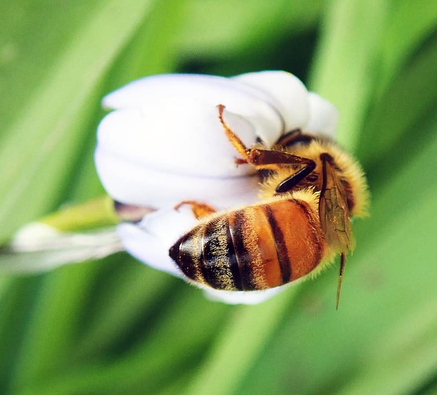 蜂、昆虫、花、ミツバチ、受粉、野生動物、咲く、開花植物、工場、フローラ、自然