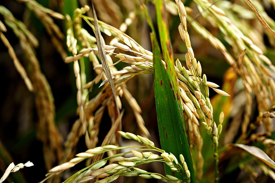 rijstvelden, rijstplant, farm, landbouw, natuur, fabriek, detailopname, groei, rijstveld, blad, groene kleur
