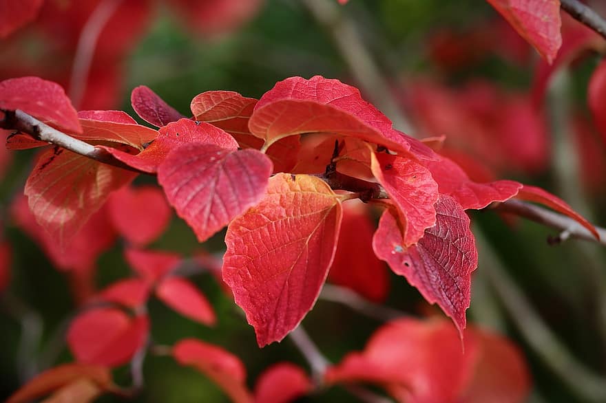 Herbstfarben, Herbst, Rote Blätter, Ast, Blätter, Pflanze, Baum, Flora, Natur
