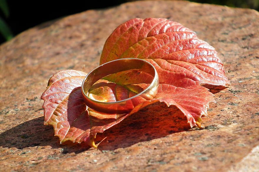 laulības gredzens, zelta gredzens, gredzens, rotaslietas, piederumu, lapas