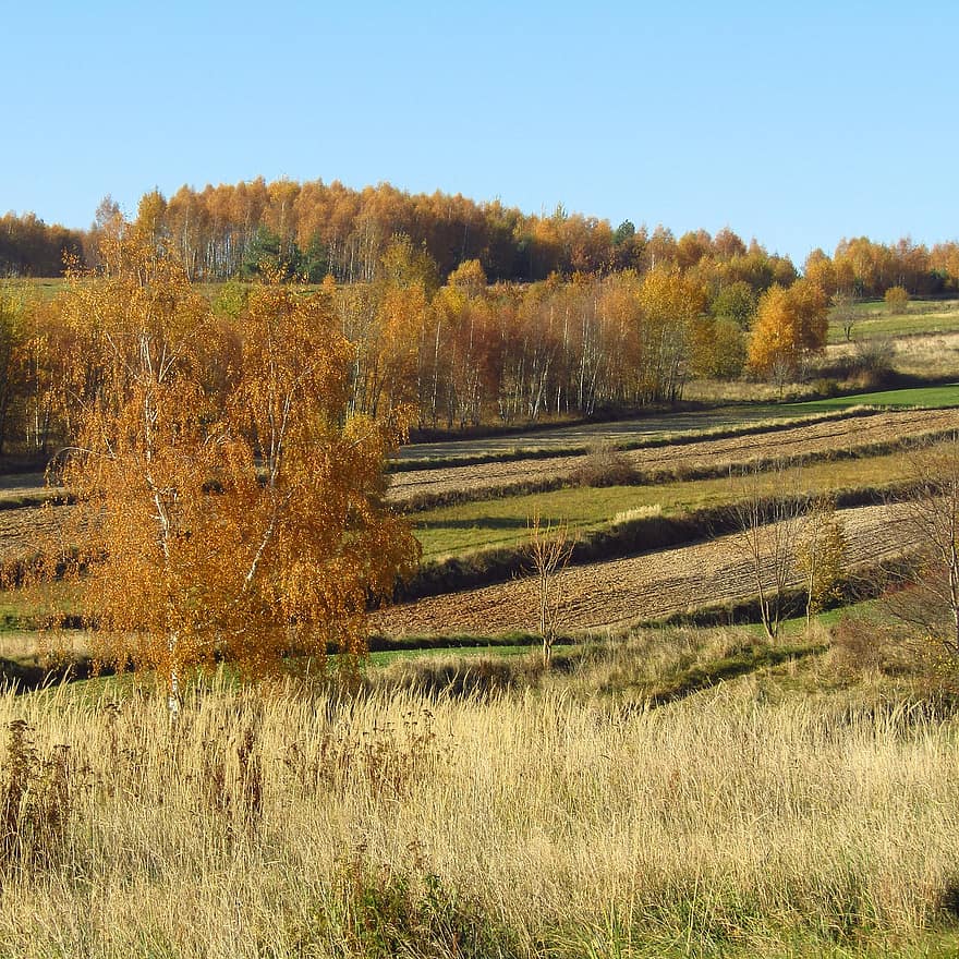 musim gugur, padang rumput, bidang, alam, pohon, Desa, pemandangan pedesaan, pemandangan, hutan, rumput, kuning