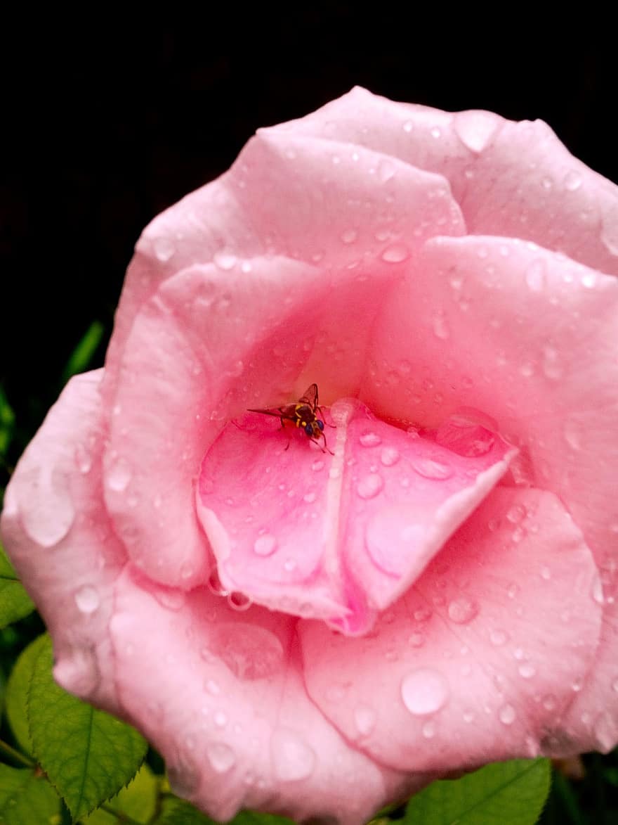 Rosa, flor, insecto, abeja, gotas de lluvia, Rocío, flor rosa, pétalos, floración, planta, naturaleza