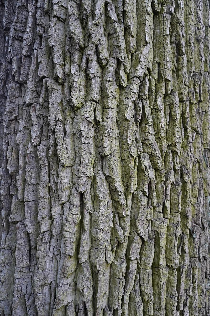 pohon, kulit pohon, tekstur, log, alam, kayu, latar belakang, hutan, pola, batang pohon, merapatkan