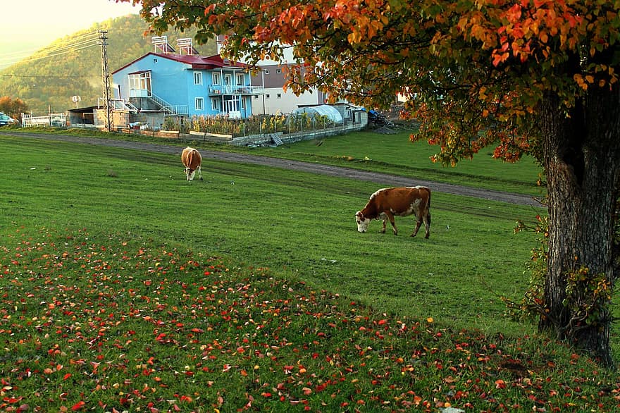 Feld, Kühe, Landschaft, das Vieh, Tiere, Vieh, Gras, Blätter, Natur, ländlich