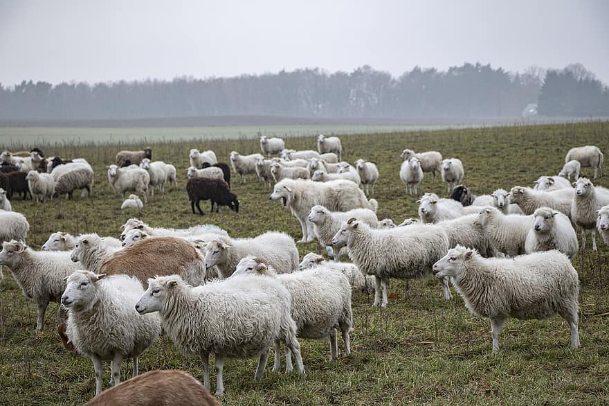 fåren, flock, djur, bondgårdsdjur, gräs, boskap, ull-, djurvärlden, äng, fält