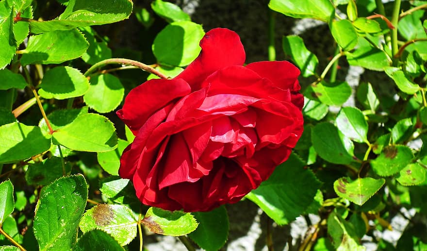 Rosa, las flores, rojo, primavera, jardín, naturaleza, hoja, planta, de cerca, verano, pétalo