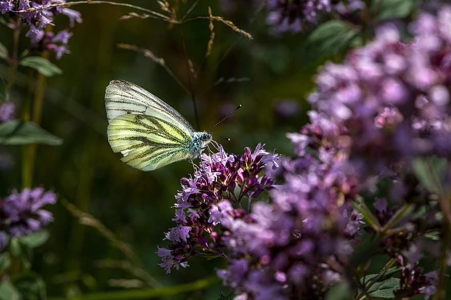 Large White Butterfly, Butterfly, Flowers, Cabbage Butterfly, Insect, Wings, Pollination, Lepidoptera, Plant, close-up, flower