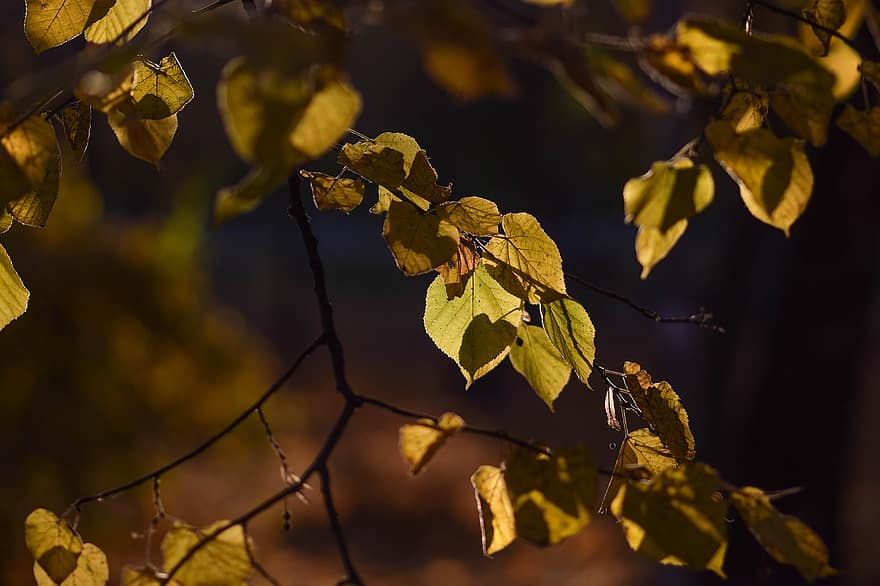 lípa, listy, podzim, podzimní listí, žluté listy, větev, strom, rostlina, Příroda, temný, podsvícení