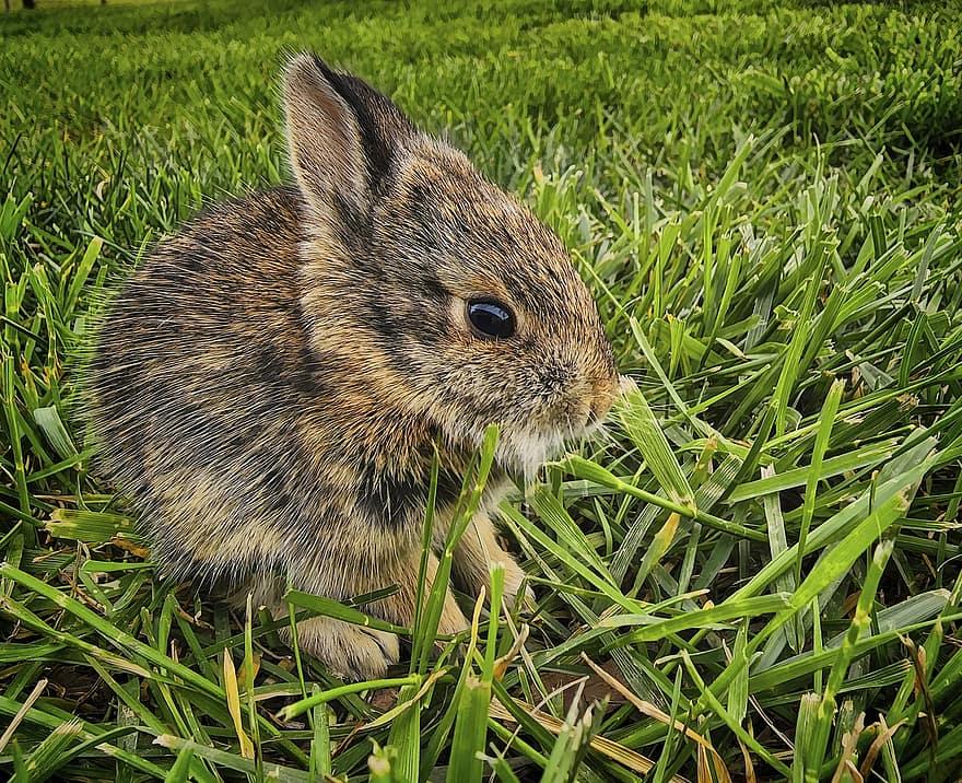 Animal, Bunny, Mammal, Species, Fauna, Wildlife, Nature, grass, cute, pets, rabbit