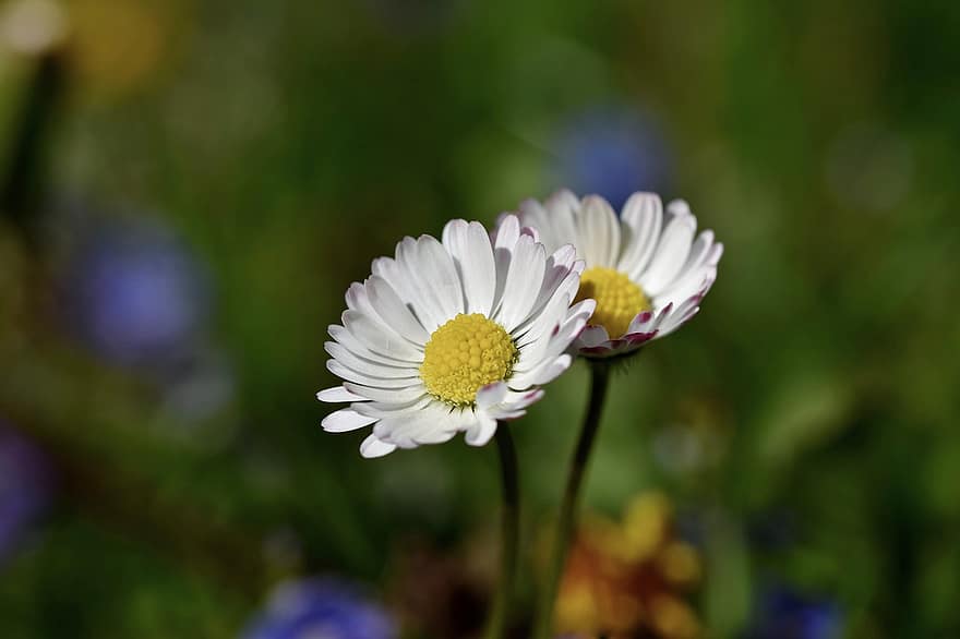 Daisy, gėlė, augalų, balta saulė, balta gėlė, žiedlapių, žydi, vasara, Iš arti, žalia spalva, pavasarį