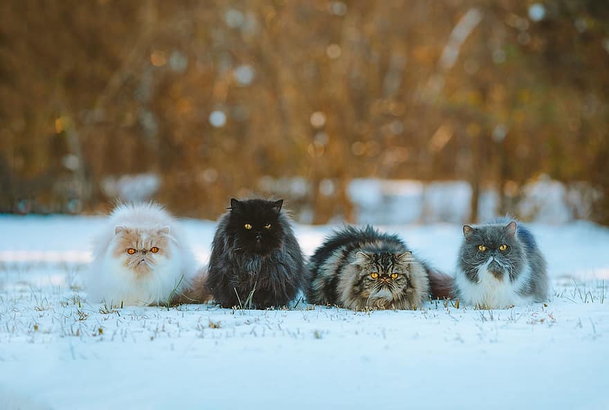 talvi-, persialaiset kissat, lumi, kissat, luonto, eläimet, kissan-, lemmikit, söpö, kotikissa, kissanpentu
