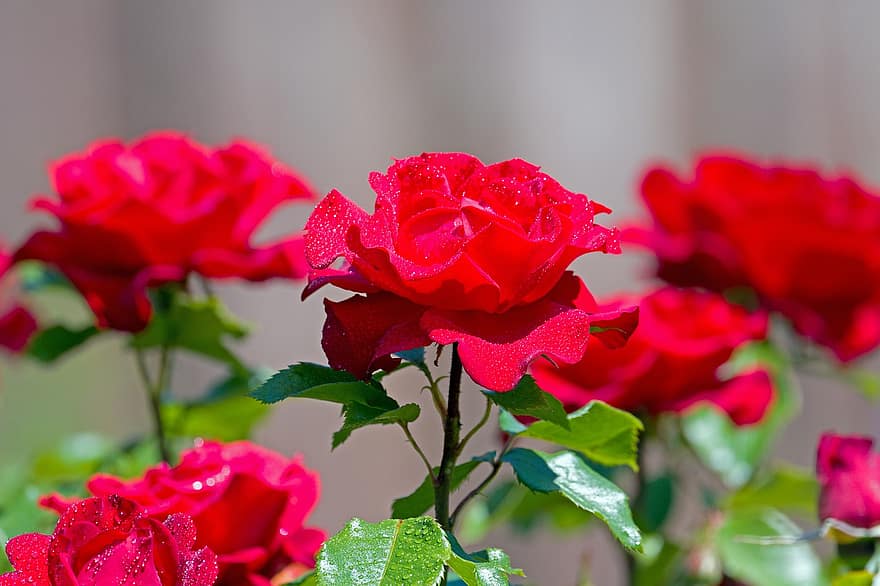 rosa, rosso, fiore, fiorire, fioritura, rosa fiorita, giardino, goccia d'acqua, macro