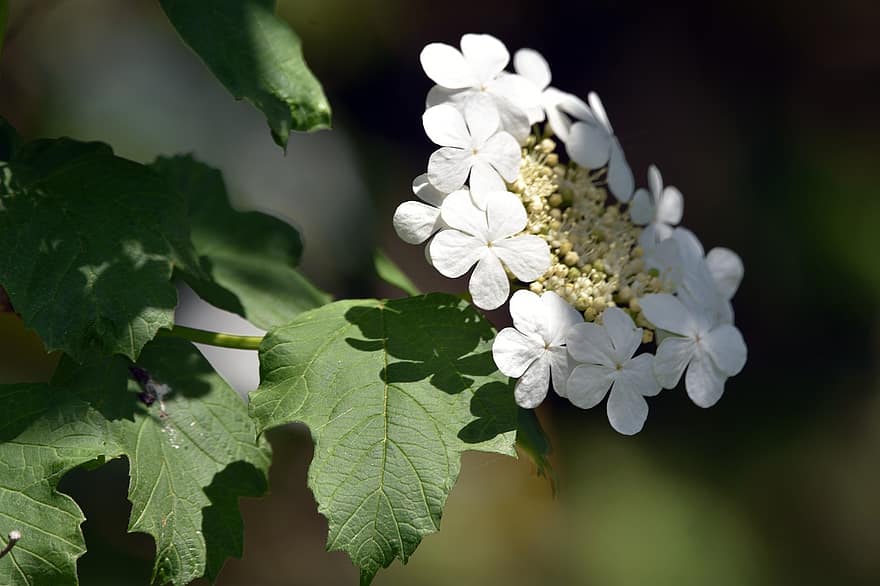 калина, цветя, бели цветя, листенца, бели венчелистчета, разцвет, цвят, флора, шума, растение